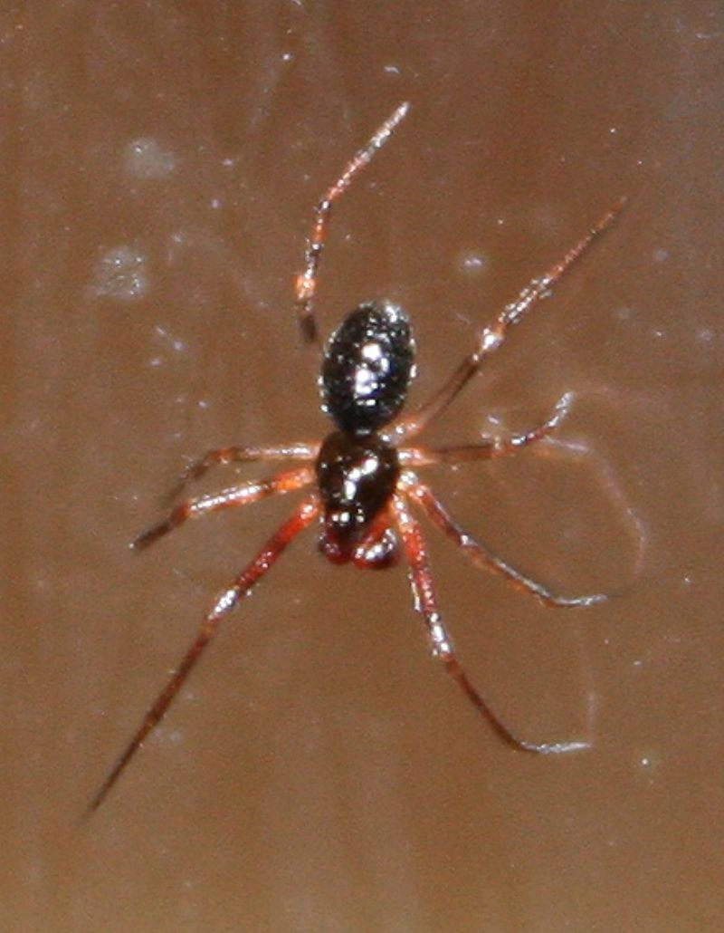 Ragnetto rosso e nero sul vetro